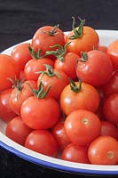 Harvested plate of cherry tomatoes 'Gardeners Delight' 