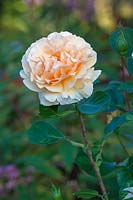 Rosa Welwyn Garden Glory  'Harzumber'