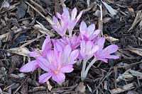 Colchicum 'Dick Trotter' growing in bark mulch
