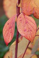 Cornus alba 'Sibirica' - Dogwood - red stems and leaves