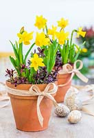 Terracotta pots with ribbon bows planted with Narcissus 'Tete a Tete' - Miniature Daffodil and Hebe sprigs, on table with decorated eggs