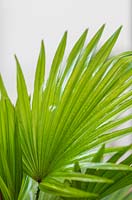 Livistona rotundifolia - Palm - close up leaf