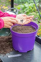 Using finger to tap palm of other hand with Chive seed, sowing in a pot
