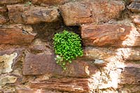 Stone wall with planting pocket for Soleirolia soleirolii - Mind-your-own-business or Baby's Tears