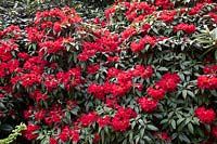 Rhododendron 'Wilgens Ruby' 