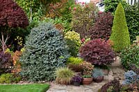 Mixed border of conifers and acers in Four Seasons Garden, Walsall, West Midlands, UK