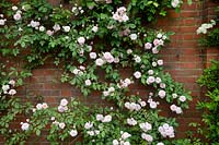 Rosa 'Climbing Cecile Brunner' - Rose - against a brick wall