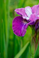 Iris Sibirica Siobhan - Siberian Iris