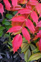 Mahonia japonica - colourful red foliage 