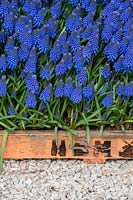 Muscari Lindsay - Grape hyacinth flowers in a wooden tray