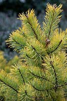 Pinus contorta 'Chief joseph' - Lodgepole pine 'Chief Joseph' foliage in winter