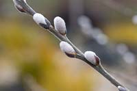 Salix hookeriana - Coastal Willow - catkins 