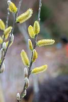Salix hookeriana - Coastal willow catkins in spring