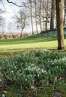 The Gibberd Garden, Harlow. View of the lawn area surrounded by deciduous mature trees and flowering snowdrops
