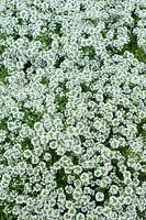 Viewed from above Lobularia 'Easy Breeze White'