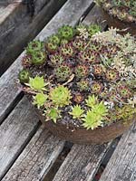 Depotted clumps of Sempervivums ready to be repotted.