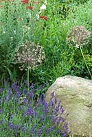 Allium seed heads in border with Lavender and other herbaceous plants and large rock for added structure 