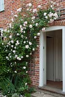 Rosa 'New Dawn' climbing beside door of country cottage - Open Gardens Day 2013, Middleton, Suffolk