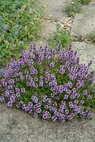 Thymus - Thyme - growing between paving slabs - Open Gardens Day 2013, Middleton, Suffolk