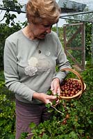 Woman picking red Gooseberries