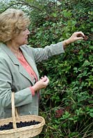 Woman gathering Blackberries from hedgerow