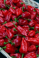 Basket of Chillies