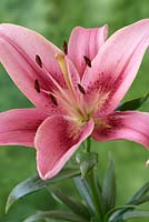 Lilium 'Child in Time' - Lily AOA Hybrid - Asiatic Oriental cross then crossed with an Asiatic  