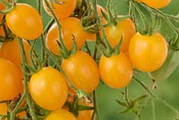Solanum lycopersicum  'Ildi' - Yellow Cherry Plum Tomato - syn. Lycopersicon esculentum  