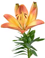 Lilium 'Happy Memories' - Dwarf Asiatic Lily  