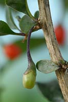 Lycium barbarum  Tibetan Goji berry  Unripe fruit  
