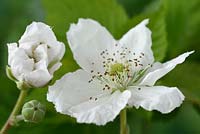 Rubus fruticosus 'Dart's Black Cascade'  - Blackberry   