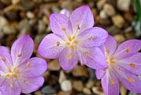 Colchicum cilicicum  'Purpureum'   AGM  Cilician meadow saffron  Naked Ladies  Autumn crocus  