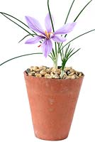 Crocus sativus  - Saffron crocus or Autumn-flowering Crocus, flowering bulb growing in terracotta pot topped with gravel