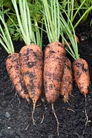Daucus carota  'Caracas'  Carrot  Freshly lifted roots  