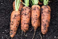 Daucus carota  'Caracas' - Carrot, freshly-lifted roots covered with soil