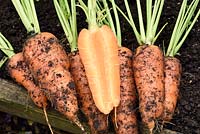 Daucus carota  'Caracas'  Carrot  Freshly lifted roots one cut in half  