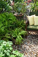 Assorted Ferns in pots and variegated Hedera - Ivy - in urn on table beside garden bench with cushions - Open Gardens Day, Wivenhoe, Essex