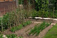 Vegetable garden with sheds and soft fruit area together with Broad Beans, Peas, Beetroot and Onions planted in clean bed - Open Gardens Day, Wivenhoe, Essex