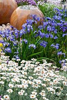 Swathes of Irises and Anthemis punctata with stone water features in background - RHS Chelsea Flower Show