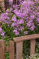 Hesperis matronalis Purpurea - Purple Sweet Rocket - against fence and gate - RHS Chelsea Flower Show