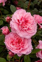 Rosa 'Dunham Massey' - RHS Chelsea Flower Show