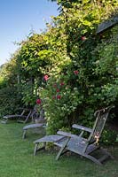 Wooden steamer chairs under the pergola with a cerise rose and honeysuckle - Lonicera periclymenum 'Graham Thomas' cascading down..