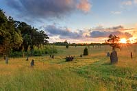 Sunrise at the stone circle. The wild part of the garden with its young trees and wild grasses. In the centre of the stone circle is an upturned tree stump with a crystal embedded in it.