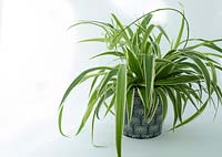 Spider plant - Chlorophytum comosum 