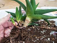 Remove and pot on baby pup plants from aloe vera main stem.