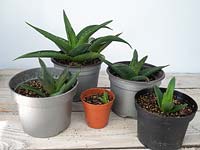 Potted on baby pup plants from aloe vera main stem