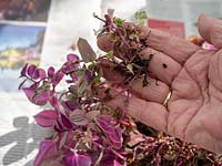 Restoration of over watered, old houseplant - Tradescantia blossfeldiana 'Variegata' Zebrina pendula