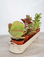 Selection of small houseplant succulents displayed together - Crassula, Kalenchoe and Aloe