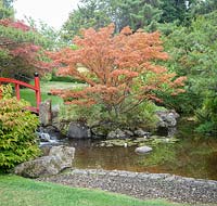 Acer shirasawanum var. palmatifolium Japanese Maple