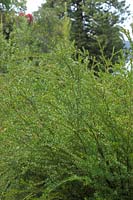Micrantheum hexandrum 'River Tridentbush'